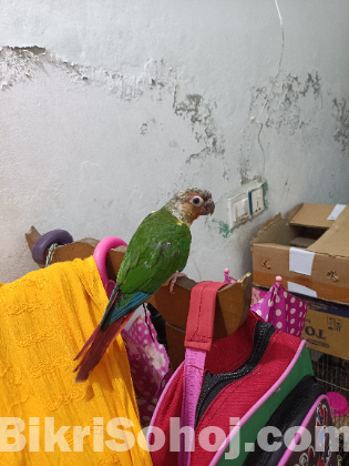 Half tame Green Cheek conure double red fector